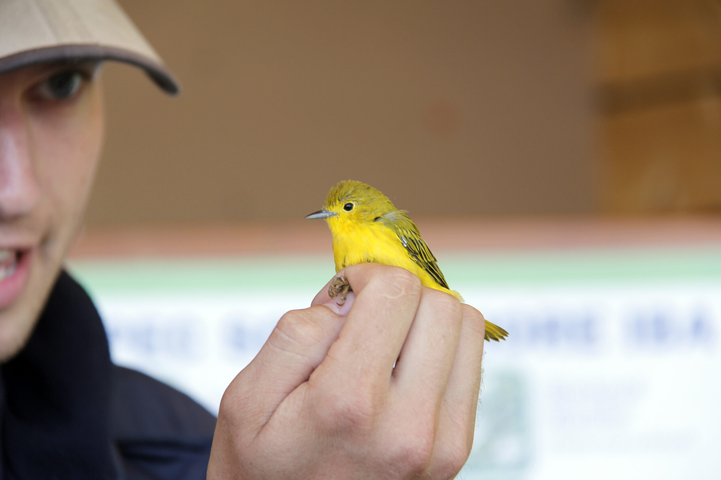 <p>The Prince Edward Point Bird Observatory reopened to the public on Sunday after being closed to the public last year due to Covid-19.<br />
This Yellow Warbler was caught, banded and then released at the event. (Desirée Decoste/Gazette staff)</p>
