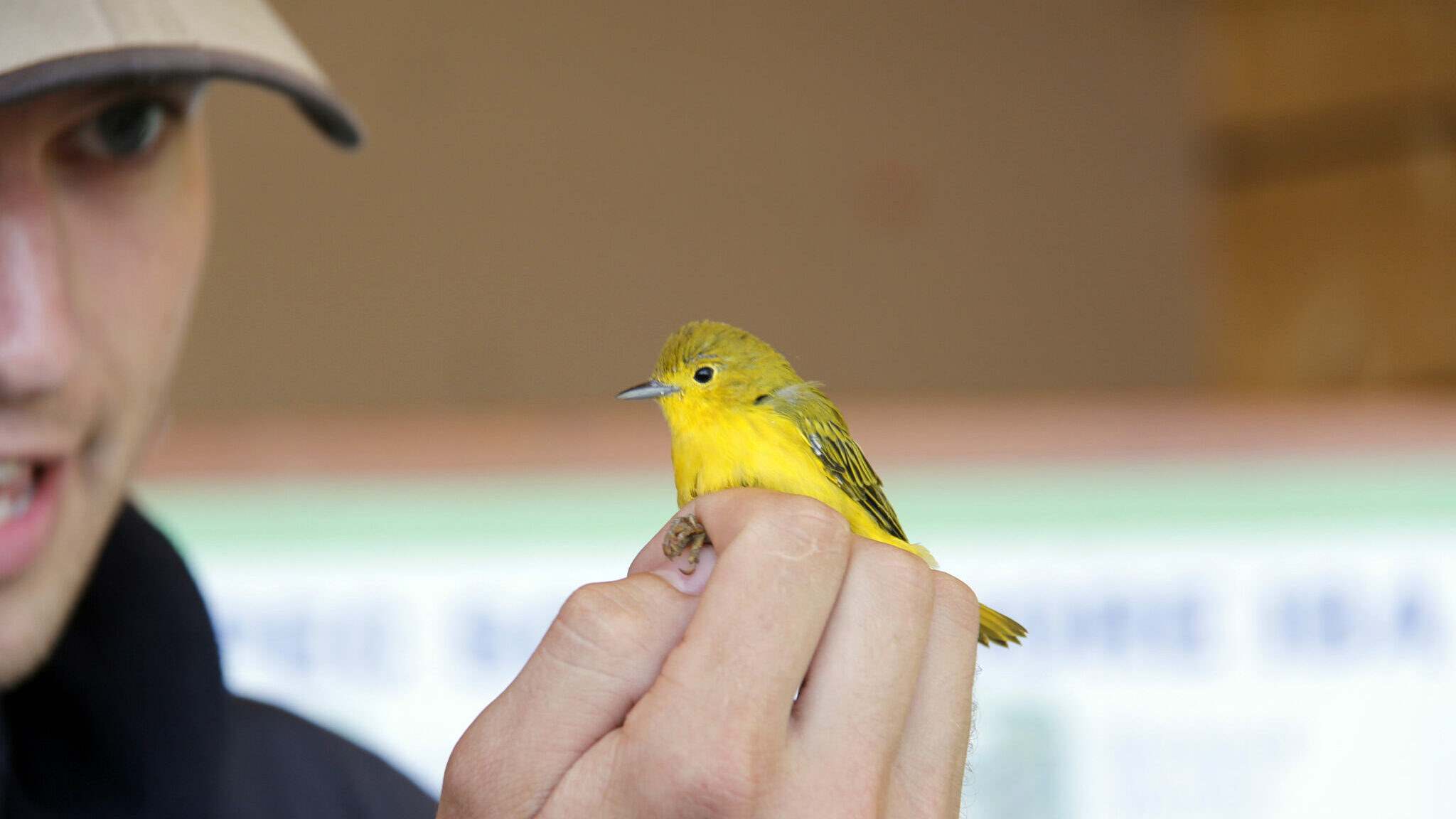 <p>The Prince Edward Point Bird Observatory reopened to the public on Sunday after being closed to the public last year due to Covid-19.<br />
This Yellow Warbler was caught, banded and then released at the event. (Desirée Decoste/Gazette staff)</p>
