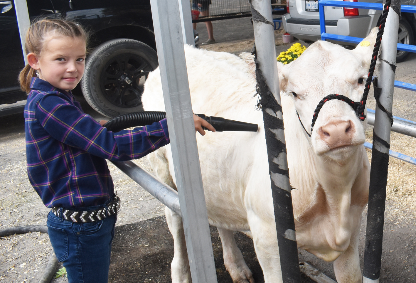 <p>“MAKE SURE YOU CAPTURE MY GOOD SIDE!”- Prince Edward County Beef Club member Paige Baldwin dries off her show calf at the 2021 Picton Drive Thru Fair on Saturday afternoon. Upwards of 1,000 car loads of visitors made their way around the track at the Fairgrounds, visiting with over two dozen exhibitors and viewing a number of static displays.  (Jason Parks/Gazette Staff)</p>
