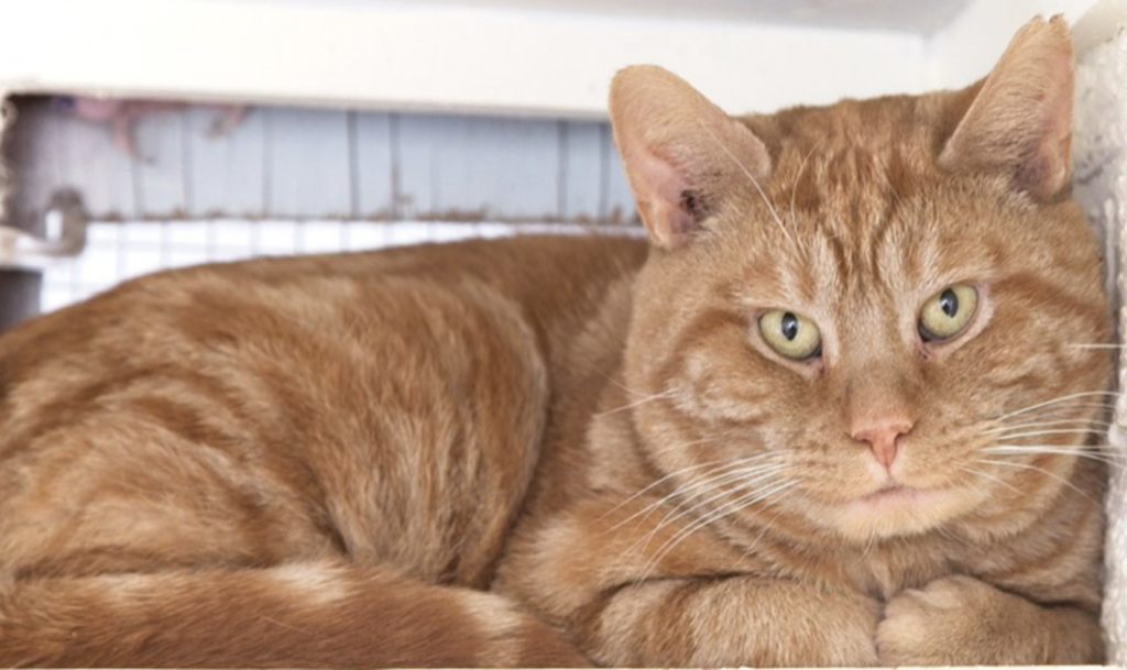 <p>Thousands of felines such as Cameron, a four year neutered tabby, have been cared for and rehomed in Prince Edward County thanks to the efforts and dedication of the volunteer-driven Loyalist Humane Society located at 1297 County Road 4.    (Loyalist Humane Society)</p>

