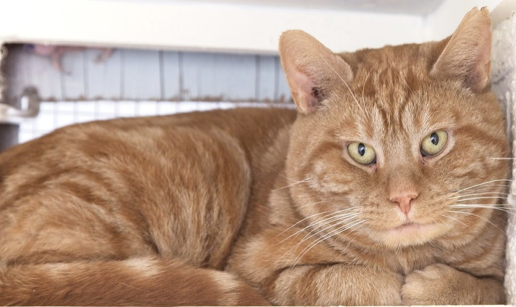 <p>Thousands of felines such as Cameron, a four year neutered tabby, have been cared for and rehomed in Prince Edward County thanks to the efforts and dedication of the volunteer-driven Loyalist Humane Society located at 1297 County Road 4.    (Loyalist Humane Society)</p>
