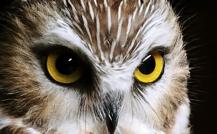 <p>Saw-whet owl. (Photo-Keitha Gillespie)</p>
