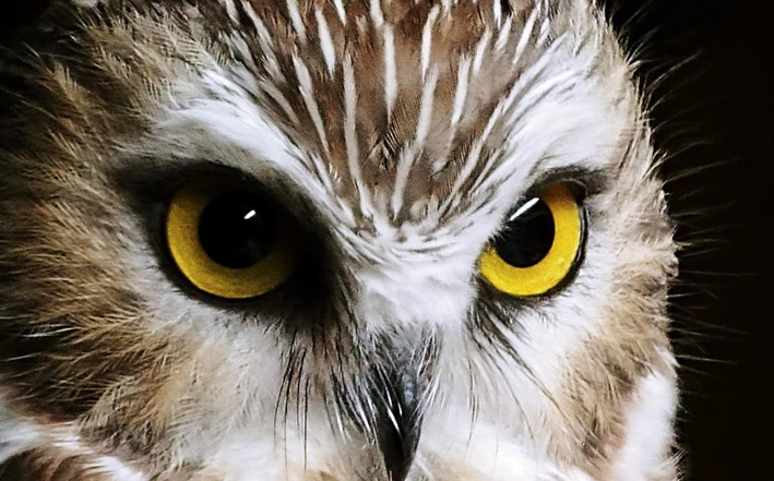 <p>Saw-whet owl. (Photo-Keitha Gillespie)</p>
