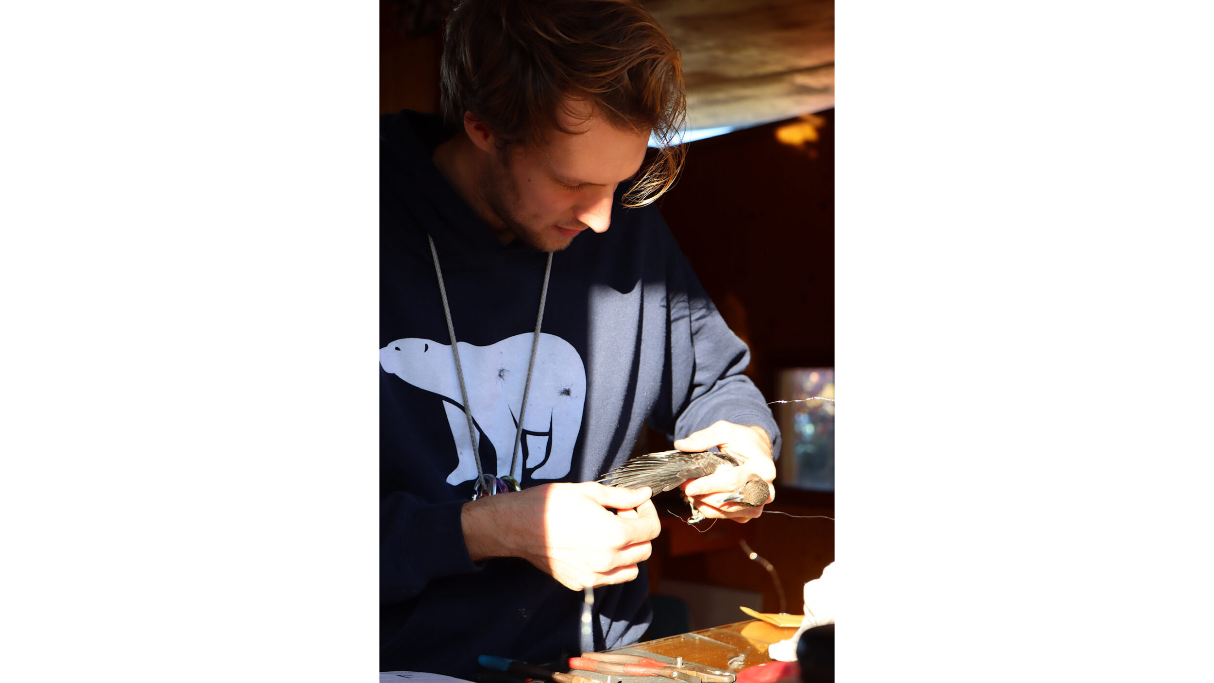 <p>Bander-in-charge Phil Mercier from PEPtBO banding a Red-headed woodpecker. (Submitted photo).</p>
