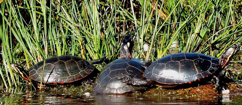 <p>Photo by S. Smith/pecfieldnaturalists.org</p>
