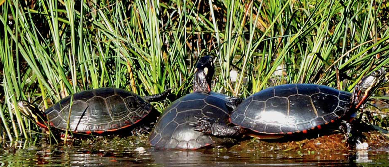 <p>Photo by S. Smith/pecfieldnaturalists.org</p>
