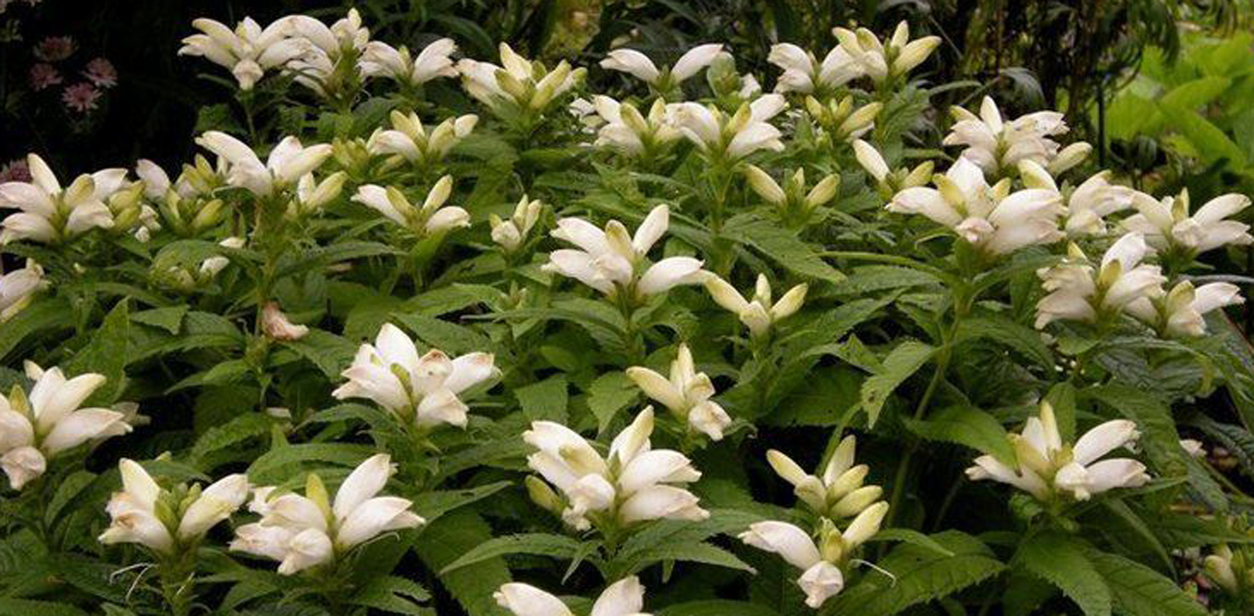 <p>White Turtlehead (Chelone glabra/ onplants.ca)</p>
