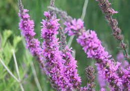 <p>www.invadingspecies.com</p>
