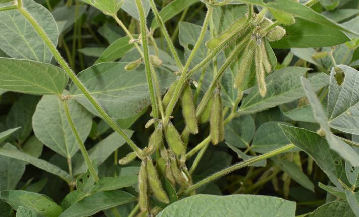 <p>While the 2023 soybeans look healthy from the roadway, a late summer blast of warm weather will be needed if a potential bumper crop is to be realized. (Jason Parks/Gazette Staff)</p>
