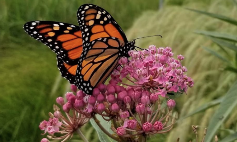 <p>(Onplants.ca)</p>
