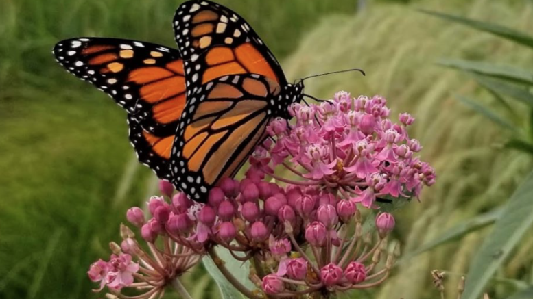 <p>(Onplants.ca)</p>
