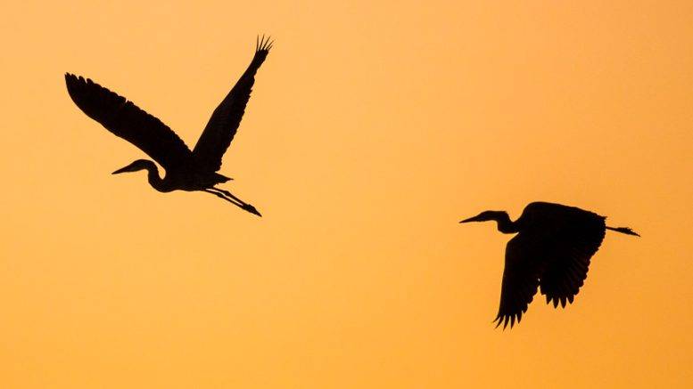 <p>Blue Herons at Monarch Point at sunset. (Phil Norton/Special to the Gazette)</p>

