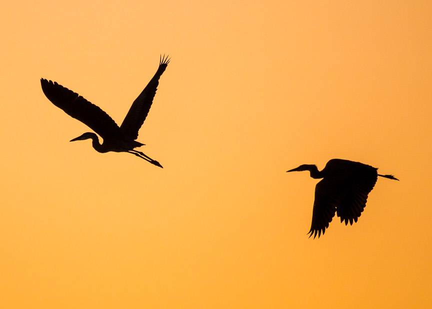 <p>Blue Herons at Monarch Point at sunset. (Phil Norton/Special to the Gazette)</p>
