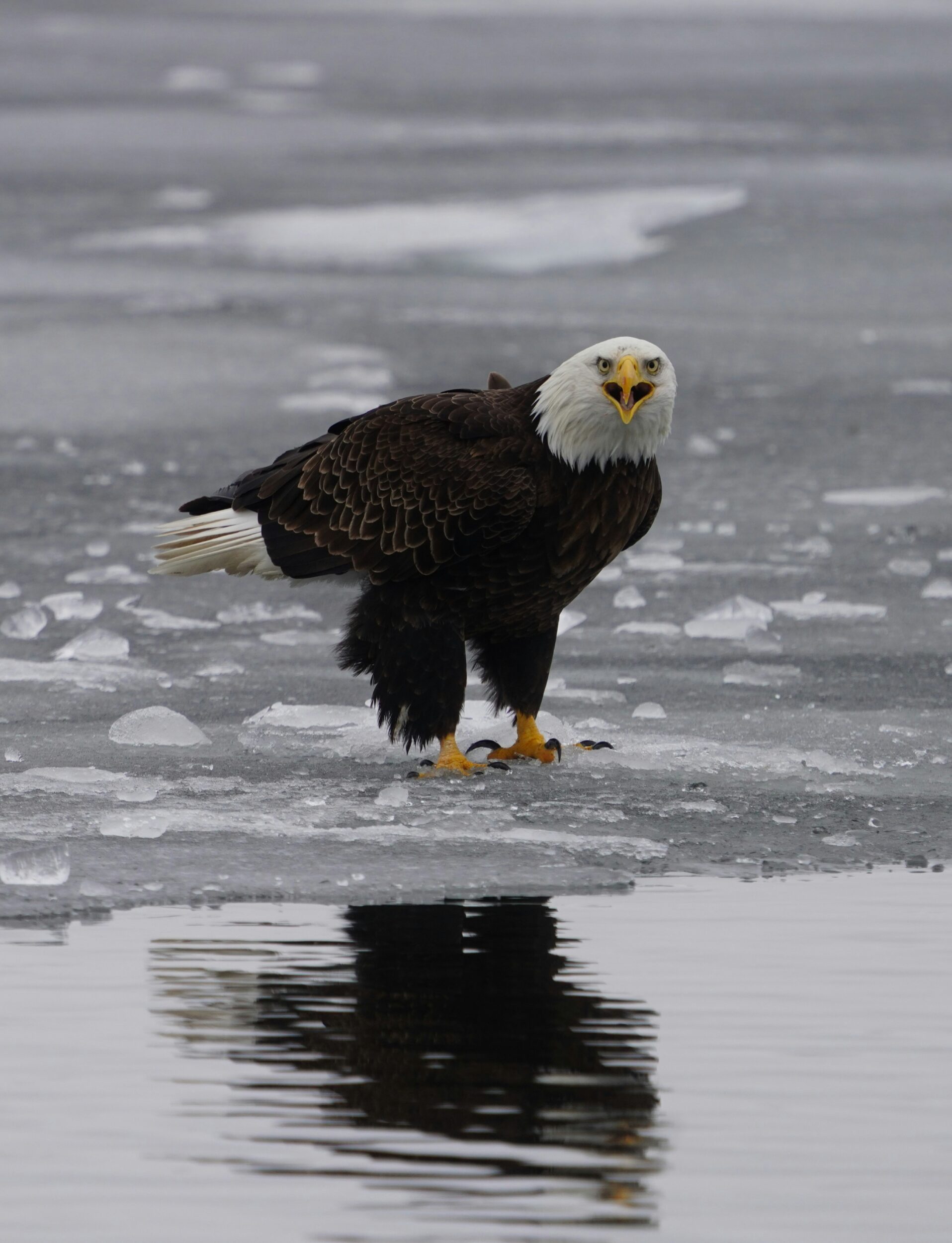 <p>Glenora eagle (Cathy Caley for the Gazette)</p>
