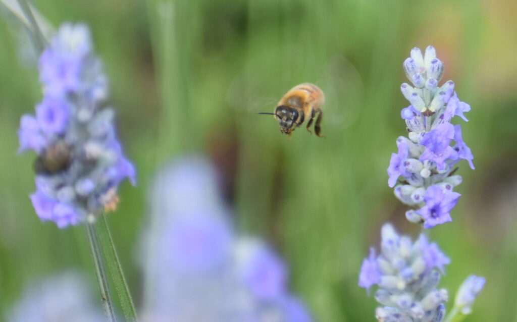 <p>(Jason Parks/Gazette Staff)</p>
