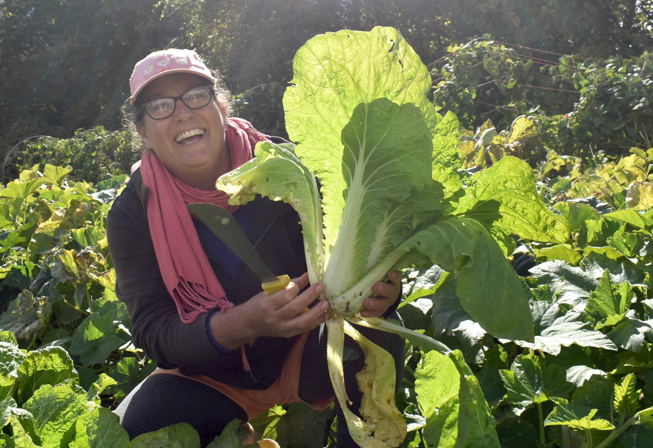 <p>Vicki Emlaw of Vicki’s Veggies and a healthy head of Napa cabbage. (Jason Parks/Gazette Staff)</p>
