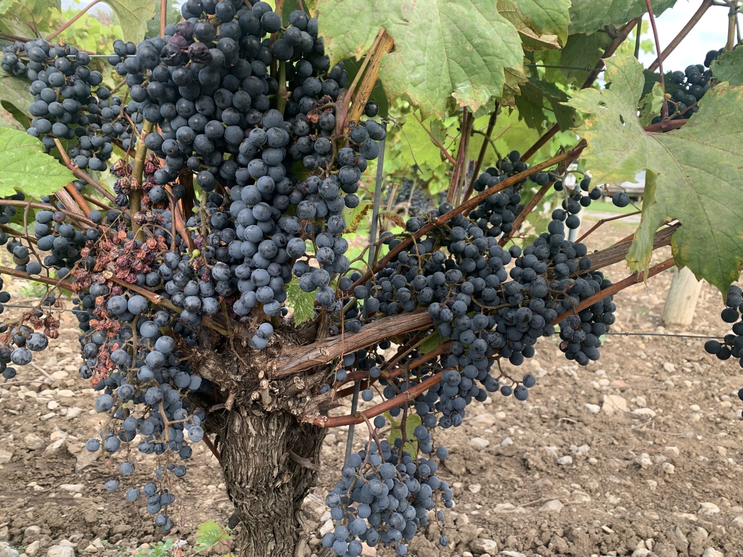 <p>A County vintage (Jason Parks:Gazette Staff)</p>
