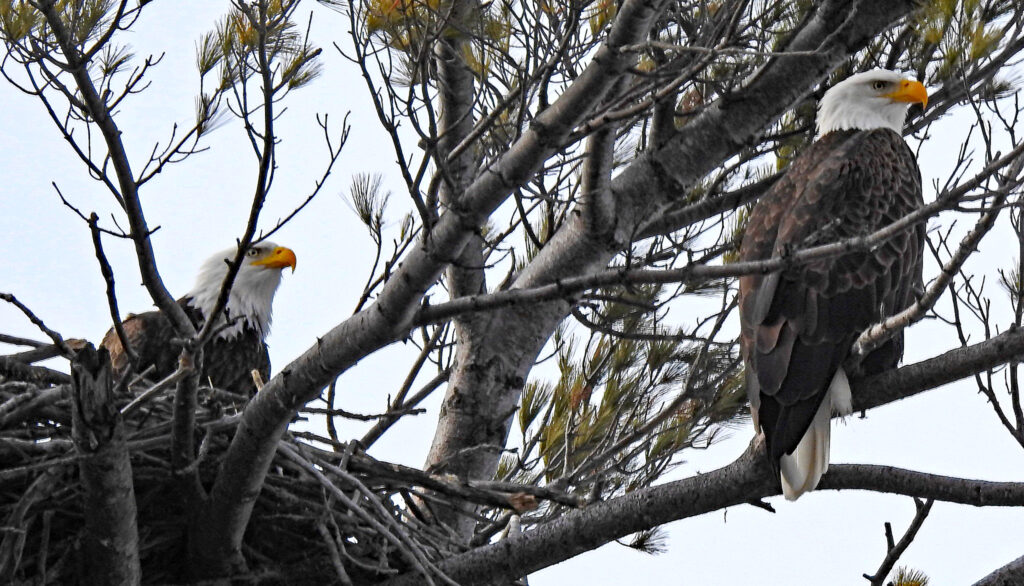 <p>Eagles at Cressy (Paul Wallace)</p>

