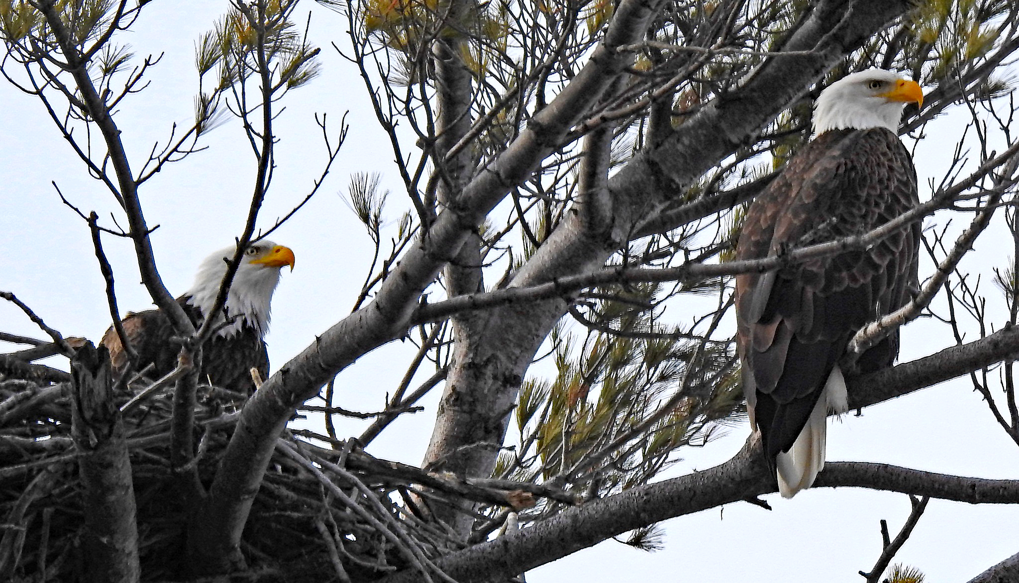 <p>Eagles at Cressy (Paul Wallace)</p>

