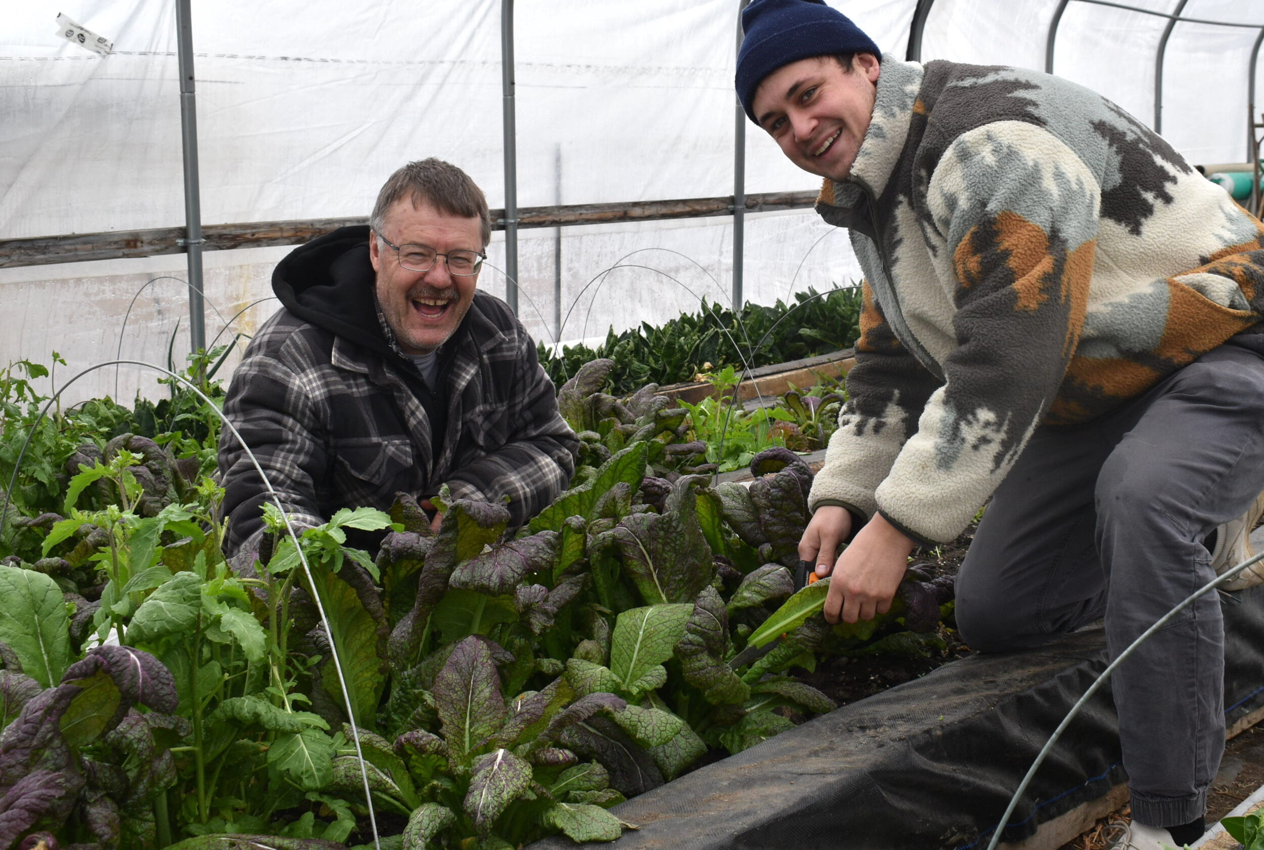 <p>Tim Rorabeck and Henry Goddard harvest ahead of Rorafresh Farms first delivery day. The North Marysburgh greenhouse operation sells leafy greens, vegetables and herbs direct to local customers. (Jason Parks/Gazette Staff)</p>
