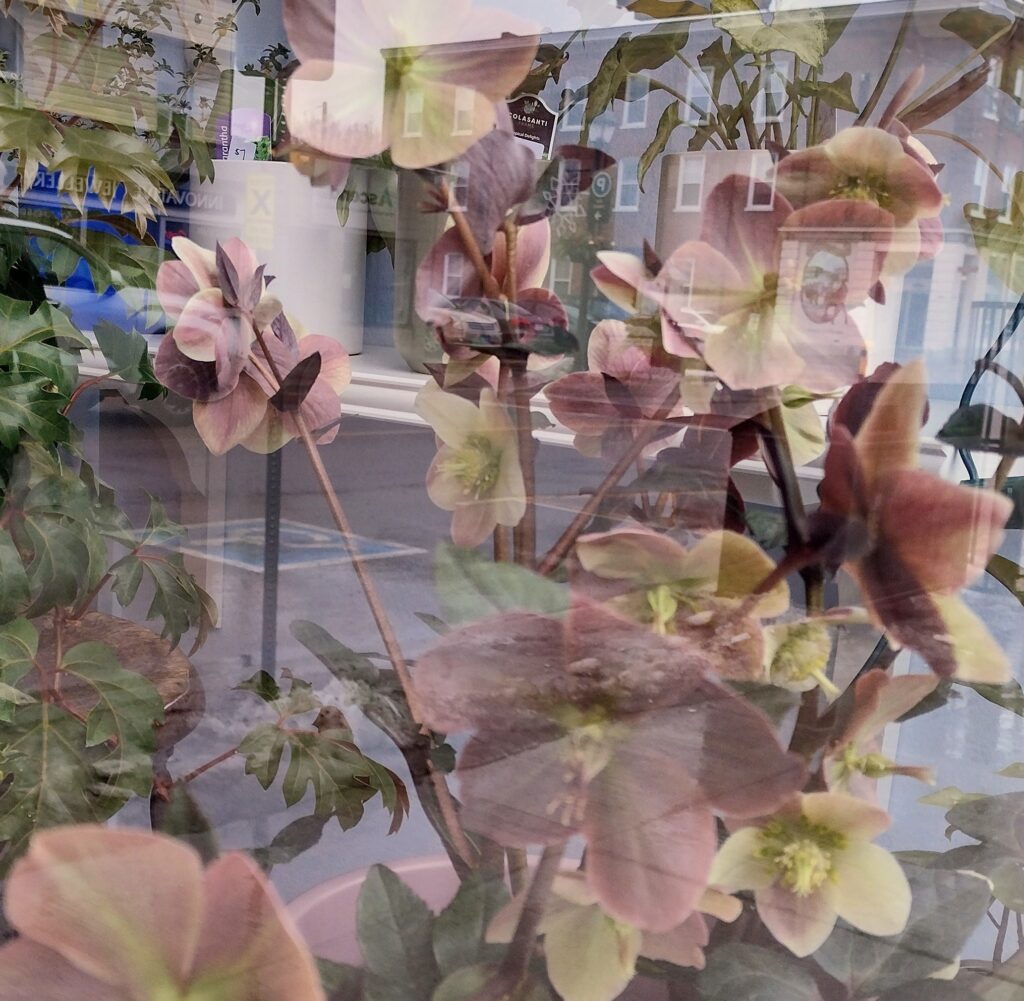 <p>Julie Seddon, Window Flowers</p>
