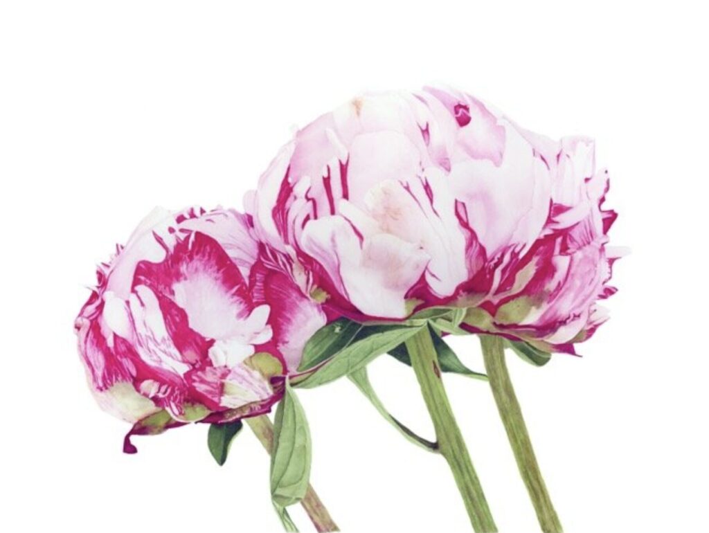 <p>Brigitte Klassen, Pretty in Pink, watercolour (Photo: Brigitte Klassen</p>
