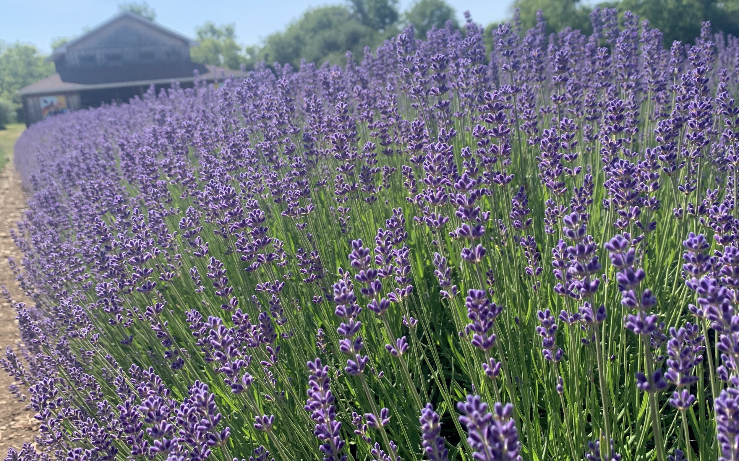 <p>Lavender in bloom at the PEC Lavender farm. (Jason Parks/Gazette Staff)</p>
