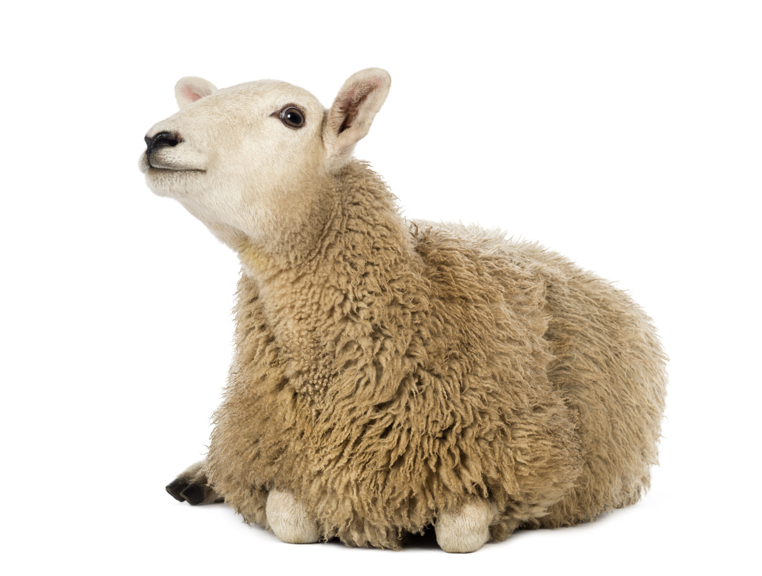 <p>Sheep lying and looking up against white background</p>
