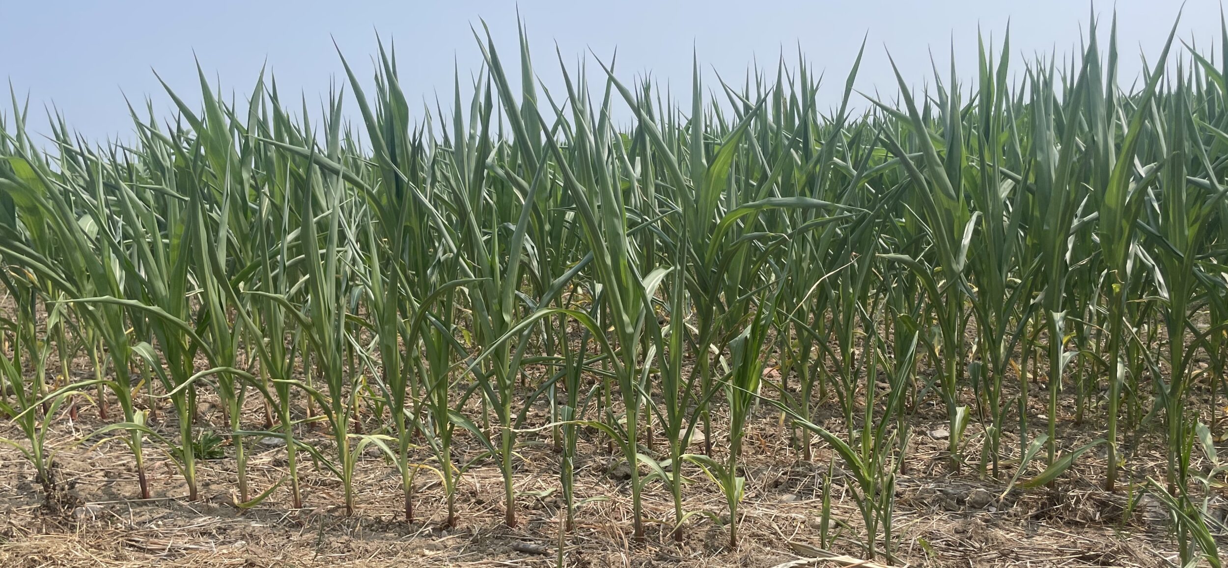 <p>Forlorn corn at Indian Point. (Jason Parks/Gazette Staff)</p>
