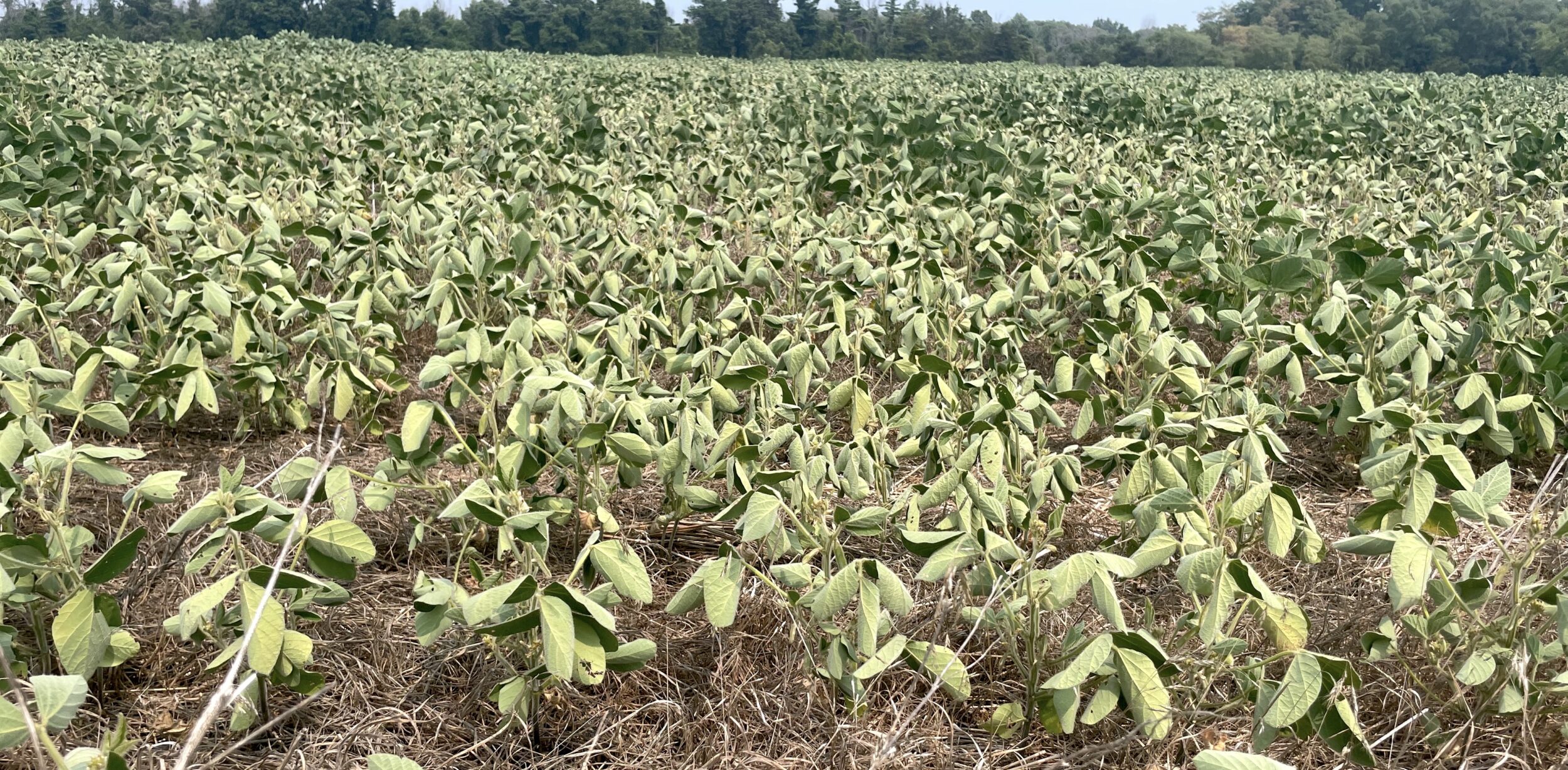 <p>Distressed soybeans wilt in the high Waupoos heat. (Jason Parks/Gazette Staff)</p>
