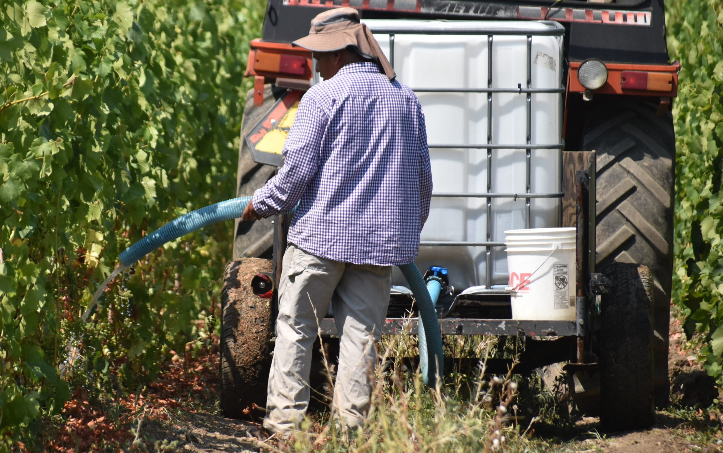 <p>Workers at Broken Stone are watering 12,000 vines daily to keep foliage healthy and producing fruit. (Jason Parks/Gazette Staff)</p>
