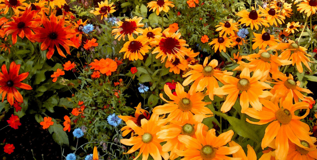 <p>Sunny Garden by Tara Wilkinson (Photo Supplied)</p>
