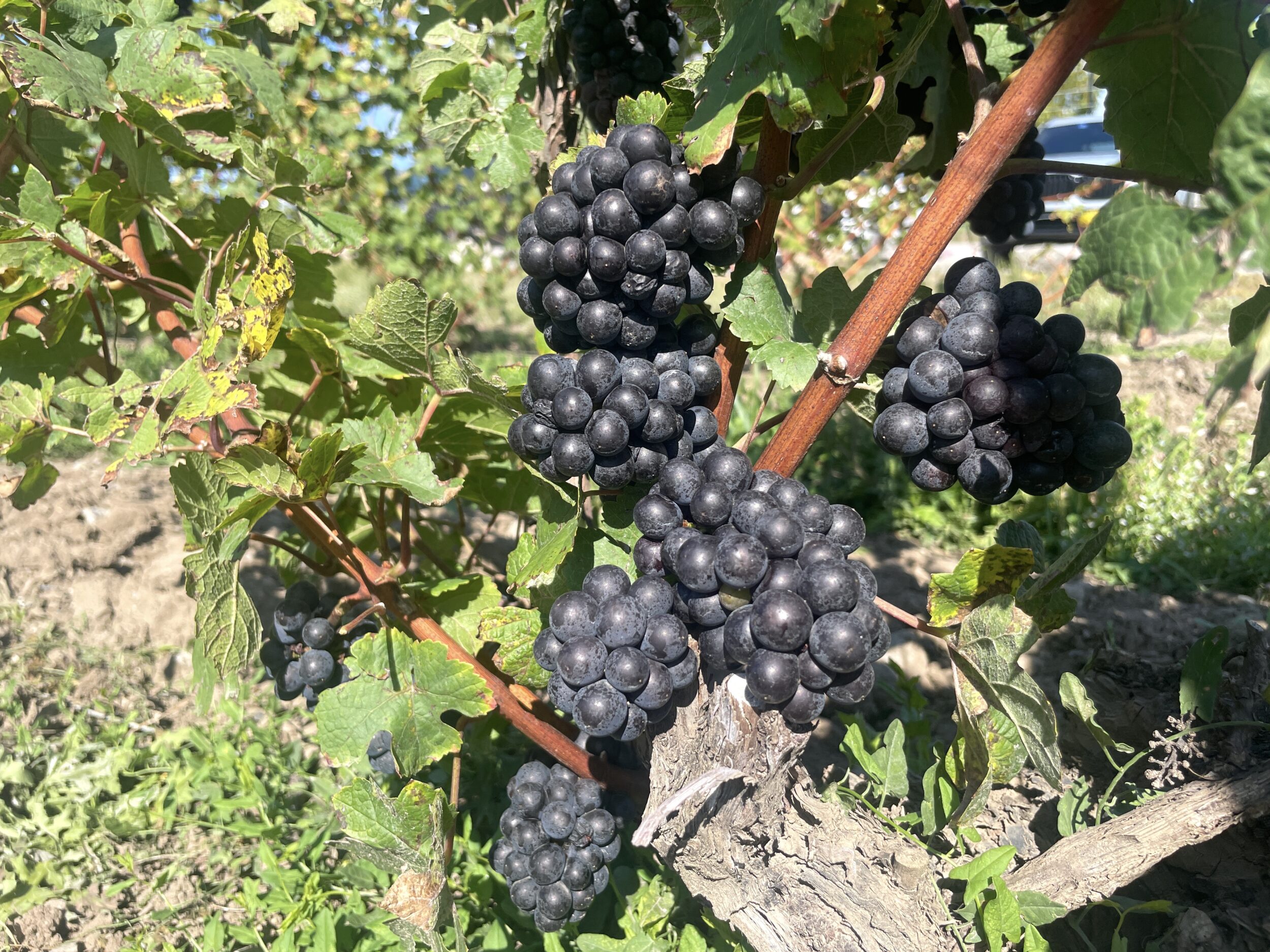 <p>Grape Harvest 2025 (Photo: Jason Parks / Gazette Staff)</p>
