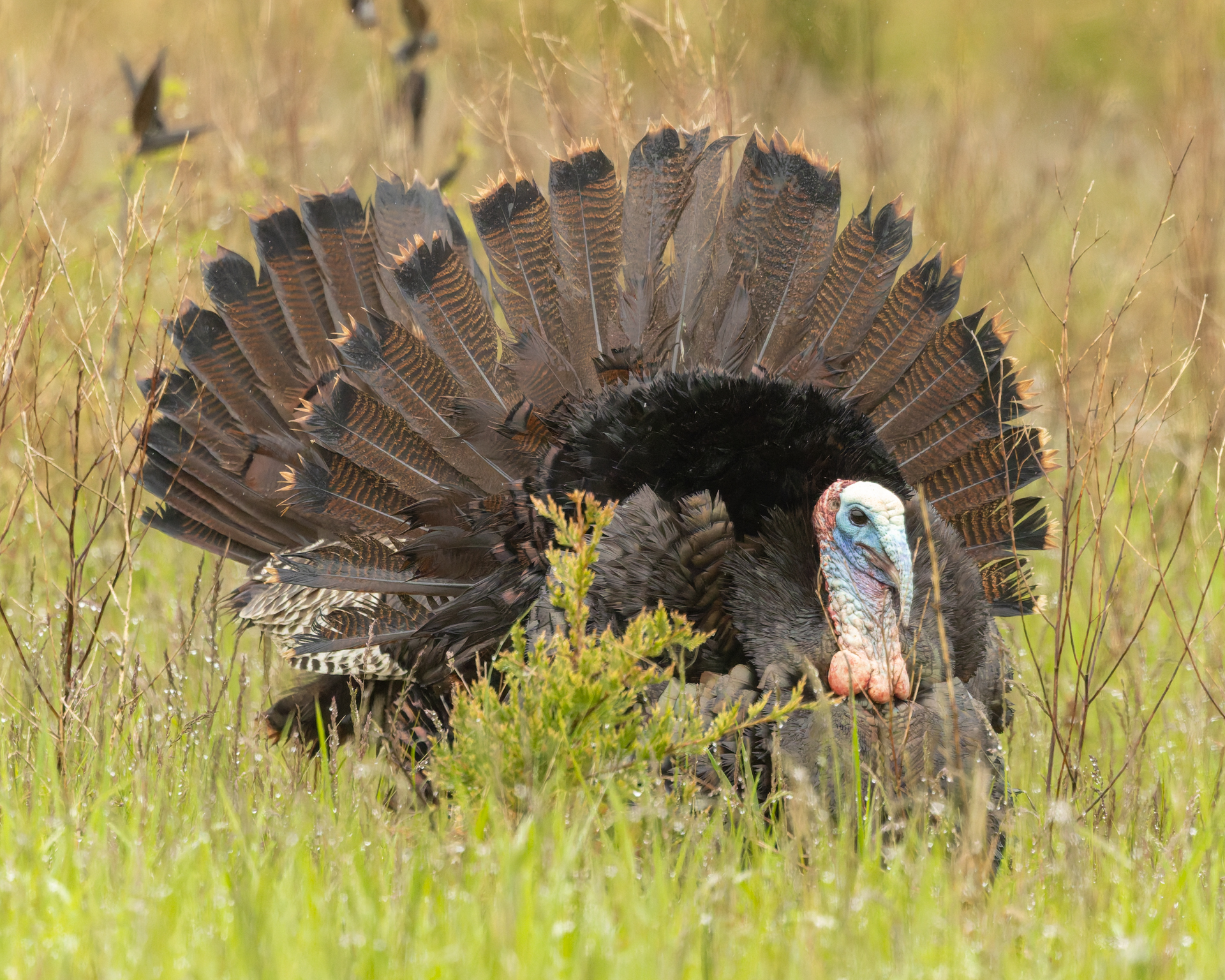 <p>Wild Turkey off Lakeshore Lodge Road (Photo: Kyle Blaney)</p>
