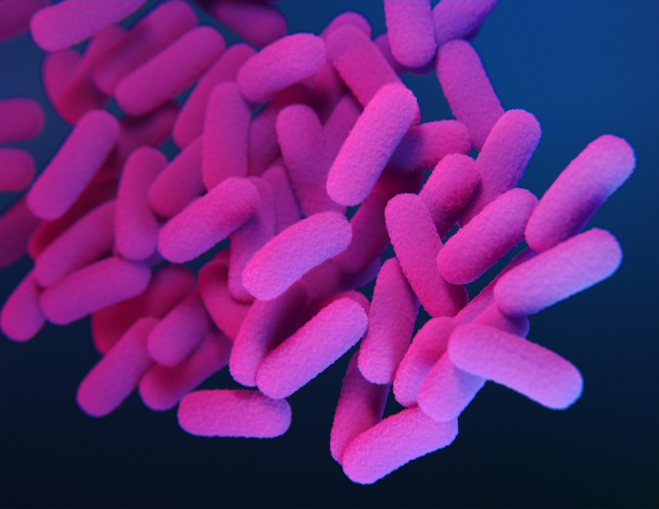 <p>Medical illustration of the drug-resistant Bordetella pertussis bacteria from the Centre for Disease Control. (Medical Illustrator: Dan Higgins)</p>
