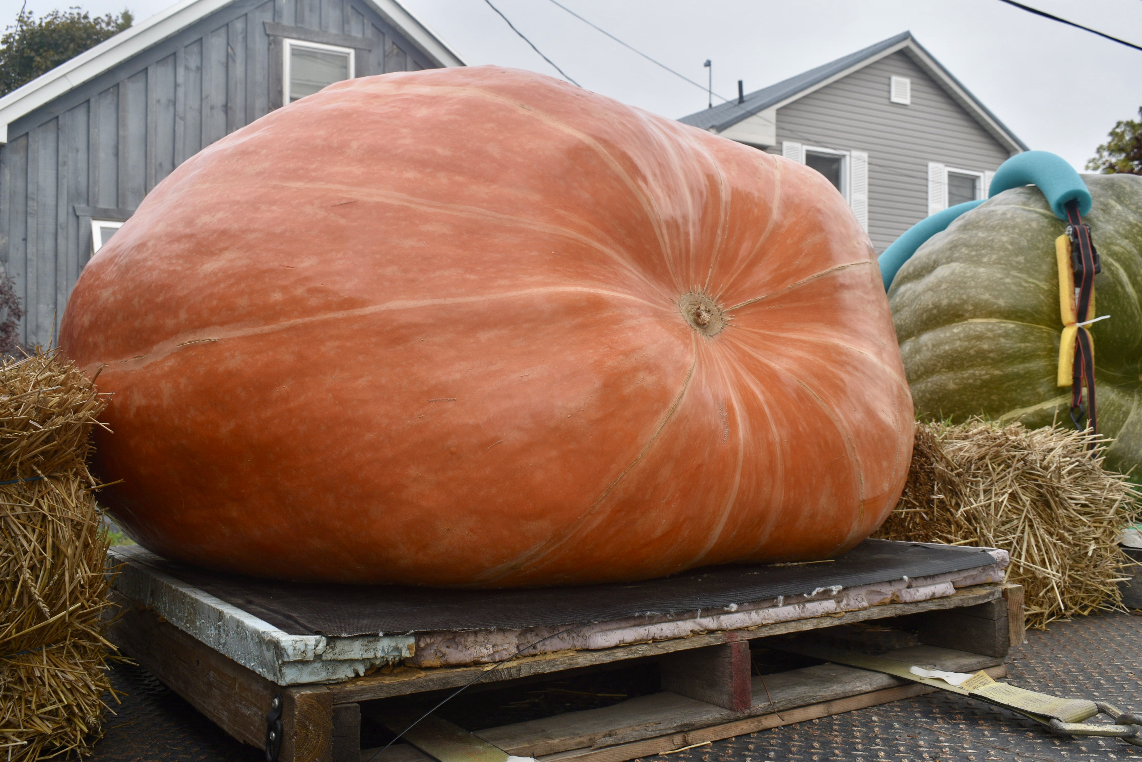 <p>Joe Reid’s 1,144.5 lbs Giant Atlantic Pumpkin was the 2025 Howard Dill award winning entry at the annual PEC Pumpkinfest in Wellington on Saturday. (Jason Parks/Gazette Staff)</p>

