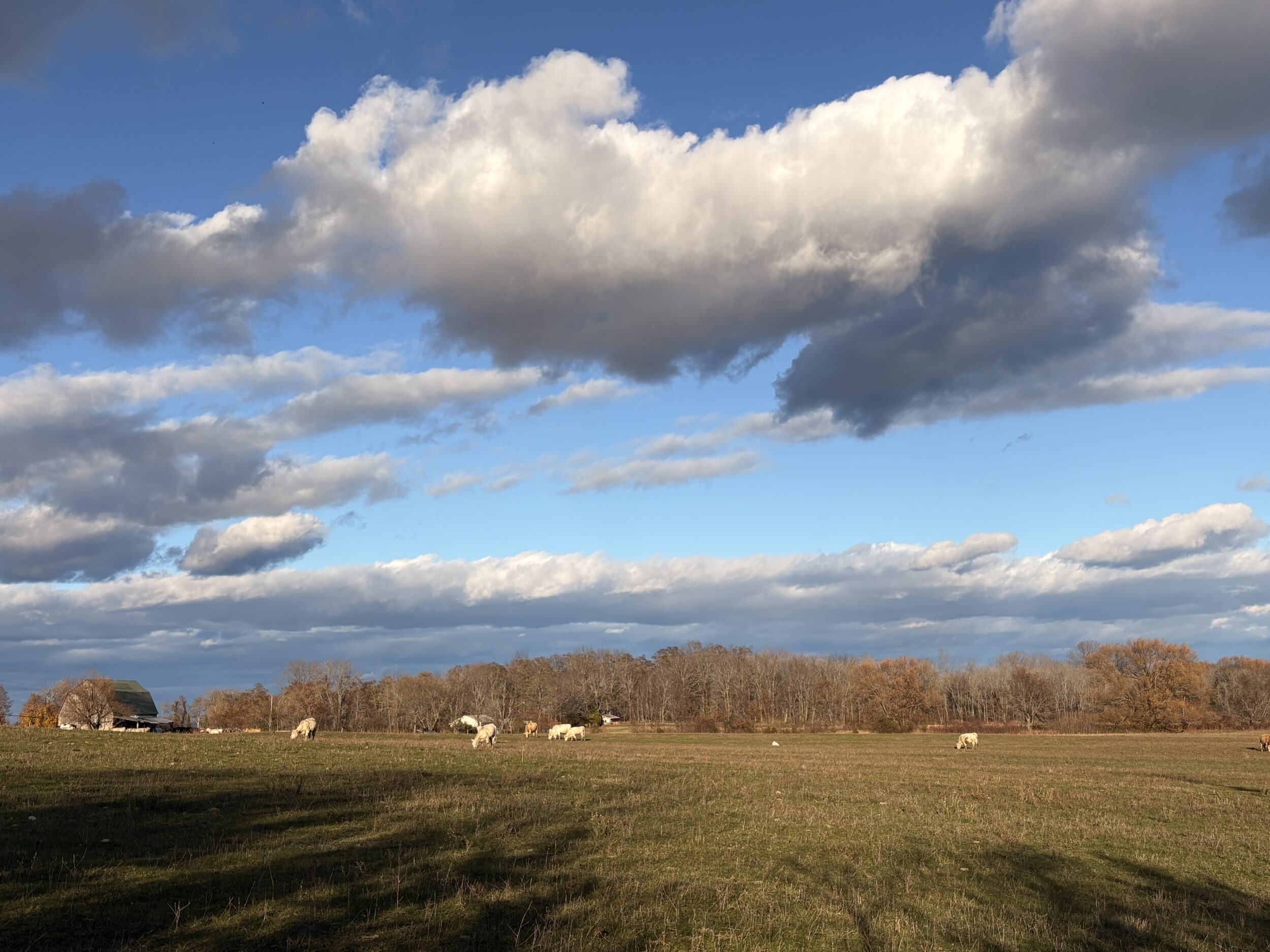 <p>Over the fields in Cressy off Kaiser Crossroad.</p>
