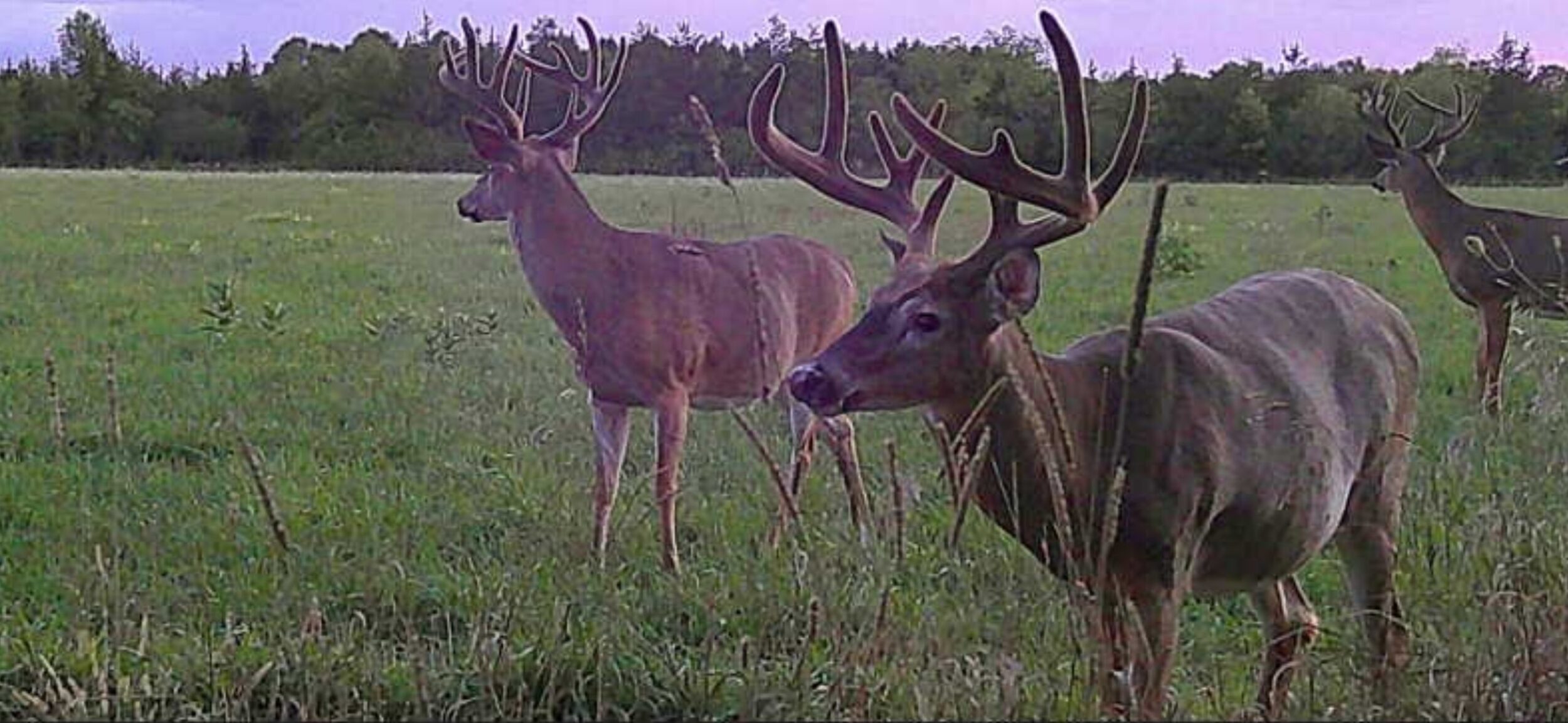 <p>Deer Trail Cam image (Courtesy Matt McMahon)</p>
