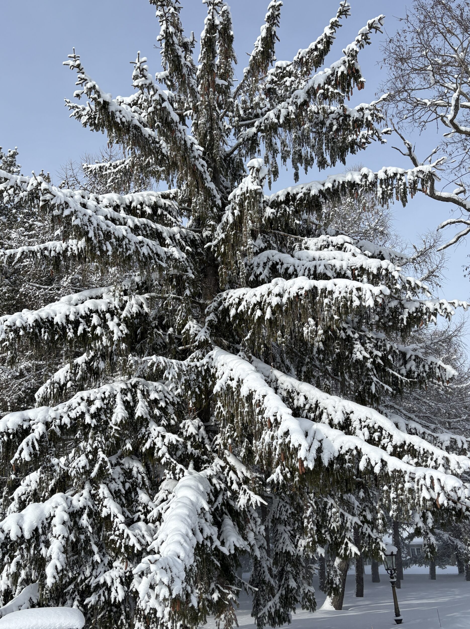 <p>The County is covered in the white stuff from tip to toe. (Karen Valihora/Gazette Staff)</p>
