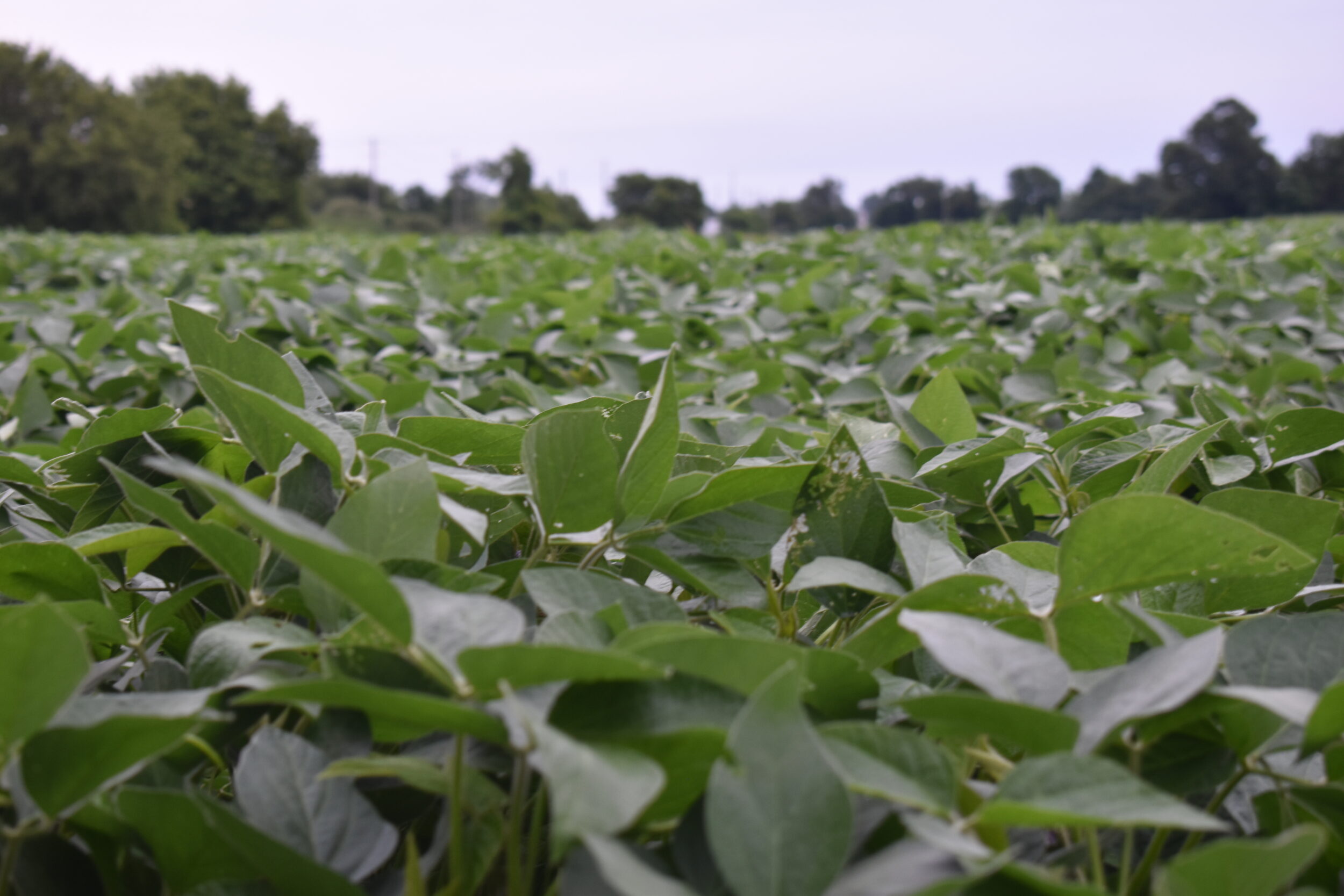 <p>Soybeans growing in Prince Edward County. (Jason Parks/Gazette Staff)</p>
