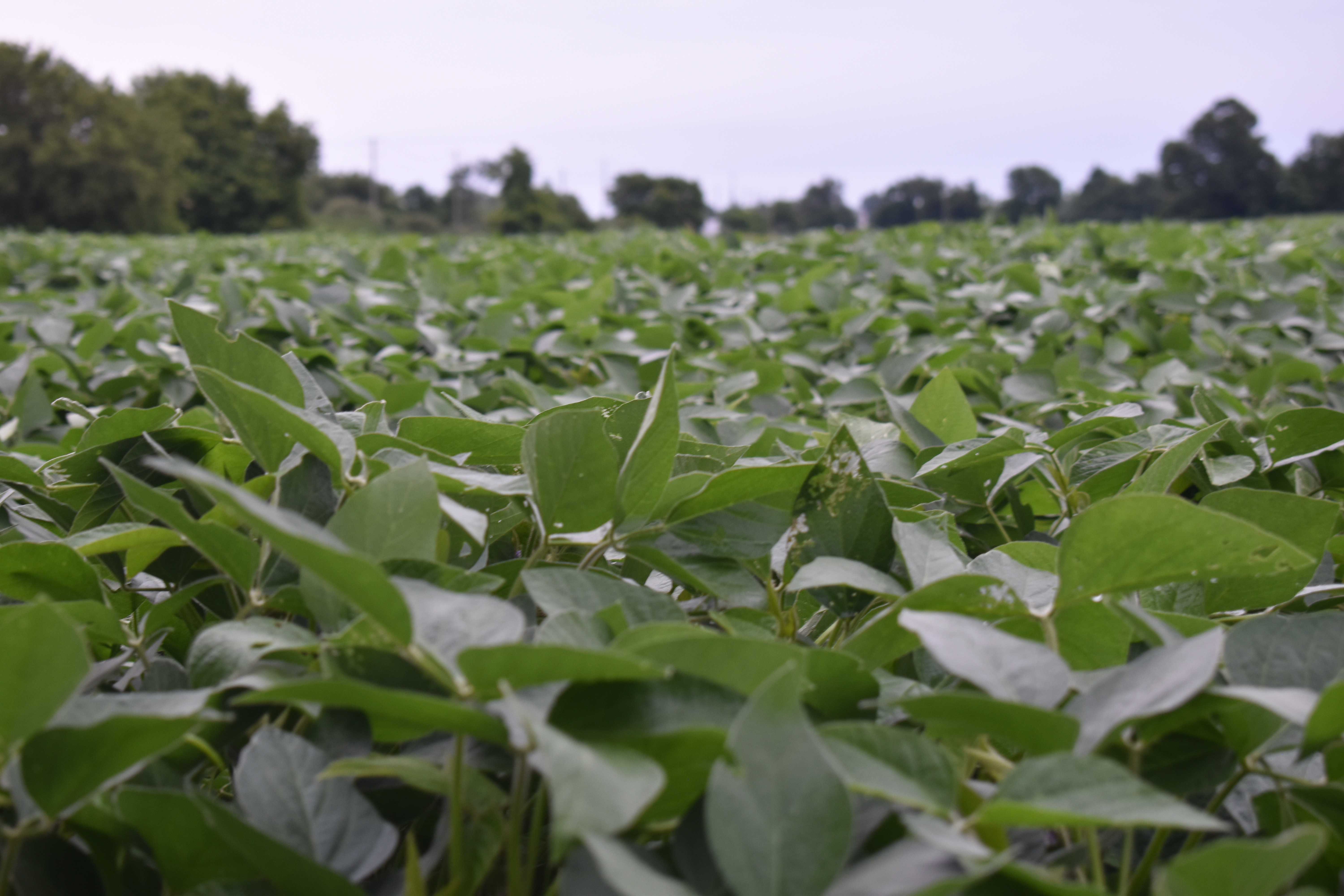 <p>Soybeans growing in Prince Edward County. (Jason Parks/Gazette Staff)</p>
