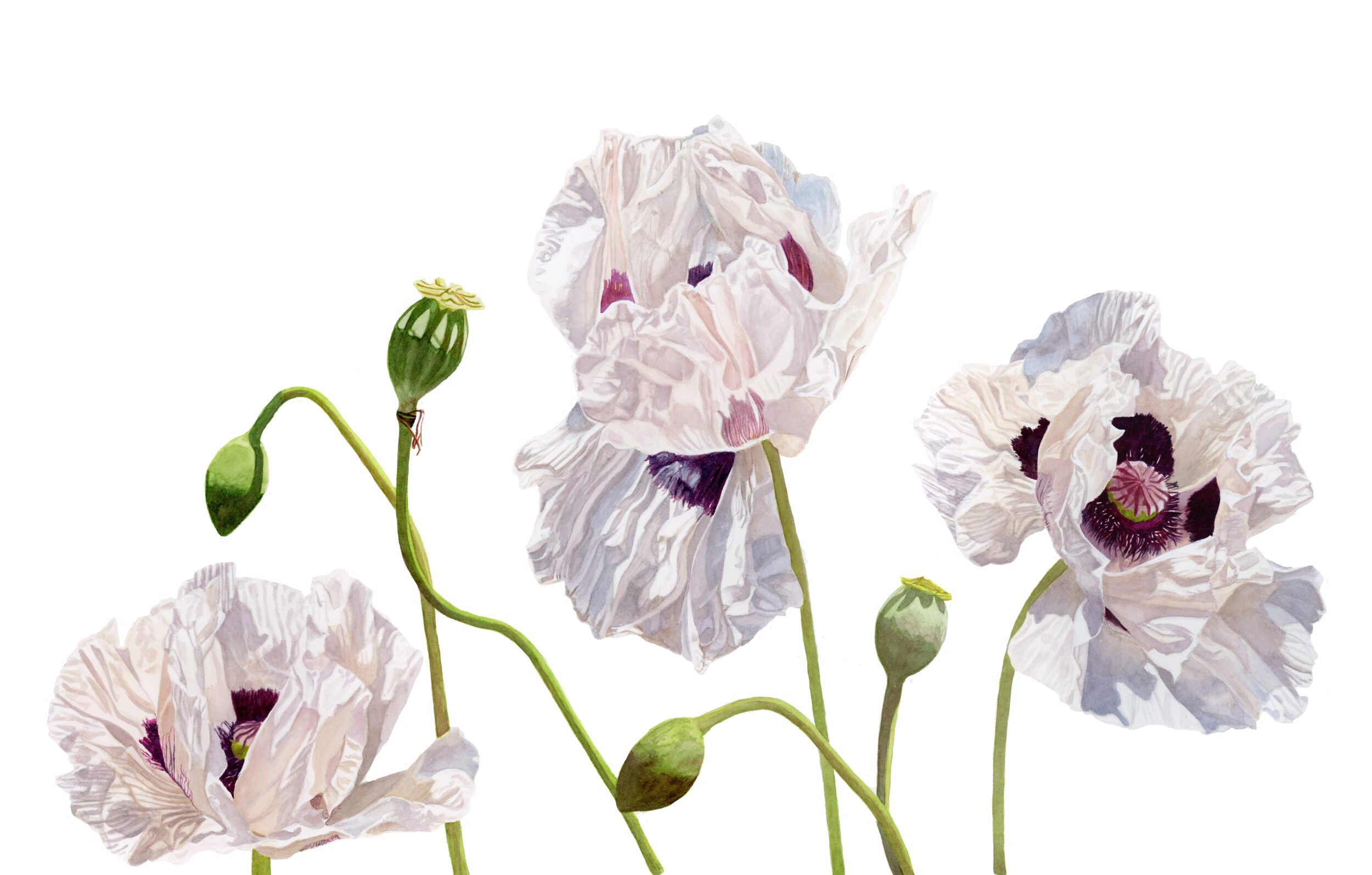 <p>Brigitte Klassen, Sunlit Trio, watercolour, 37 3⁄4 x 27 1⁄4. (Image supplied)</p>

