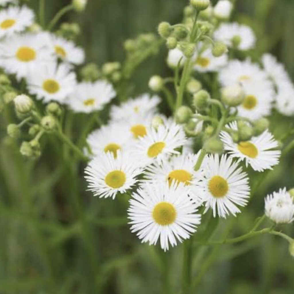 <p>Flowering Fleabane (Photo: Government of Canada)</p>
